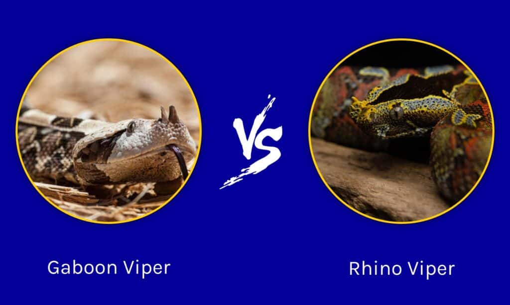 Gaboon Viper Vs Rhino Viper