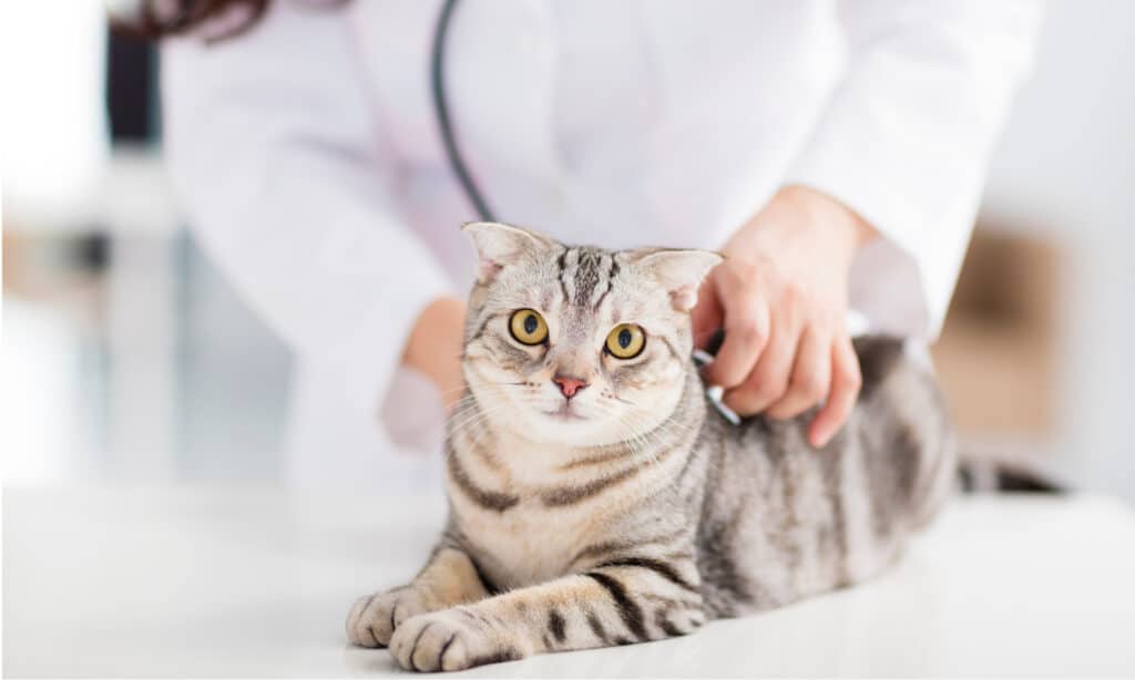 Veterinarian listening to a cat's heart with a stethoscope.