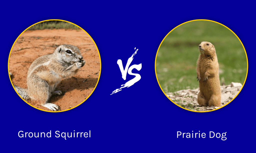 are prairie dogs the same as ground squirrels