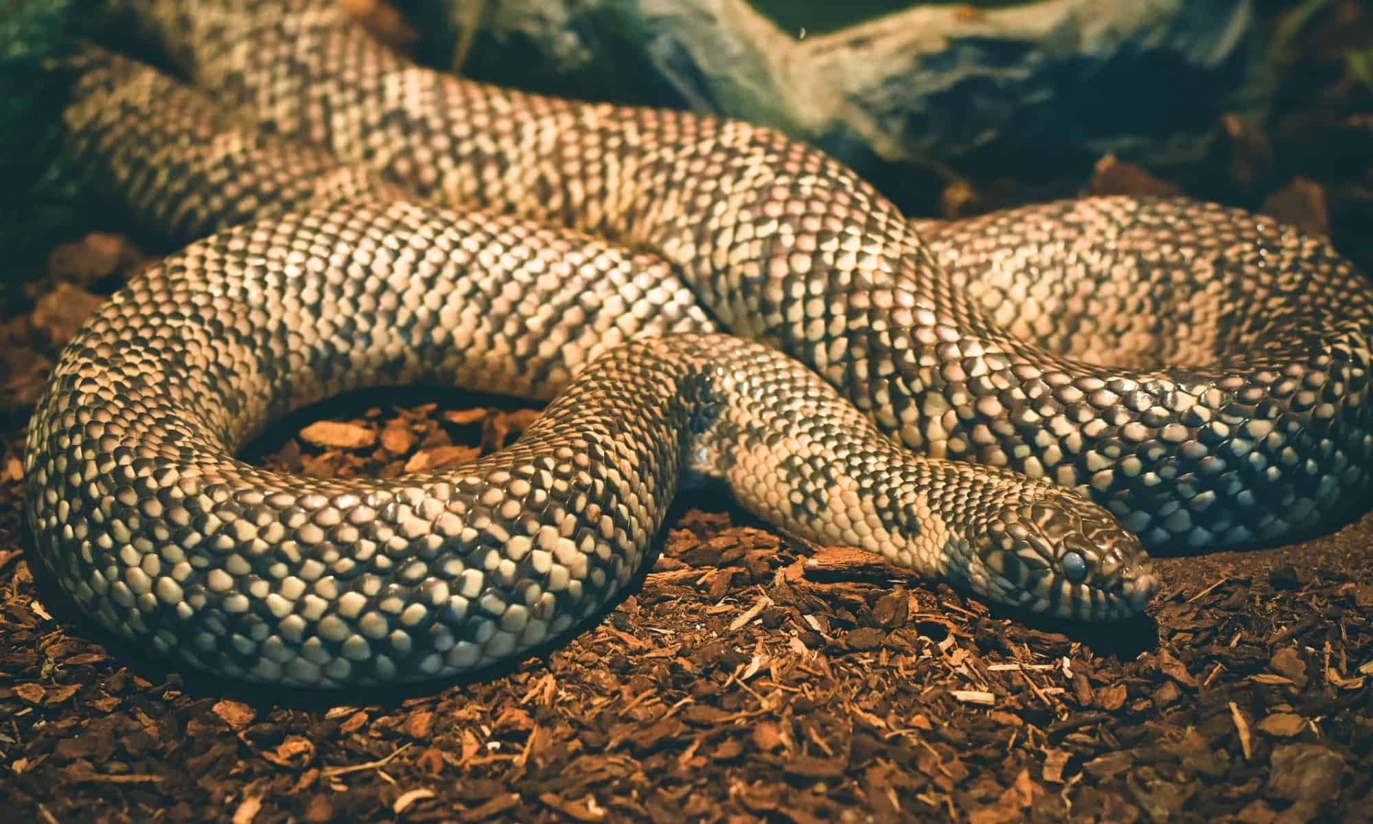 Discover The Largest Florida Kingsnake Ever Found - Wiki Point