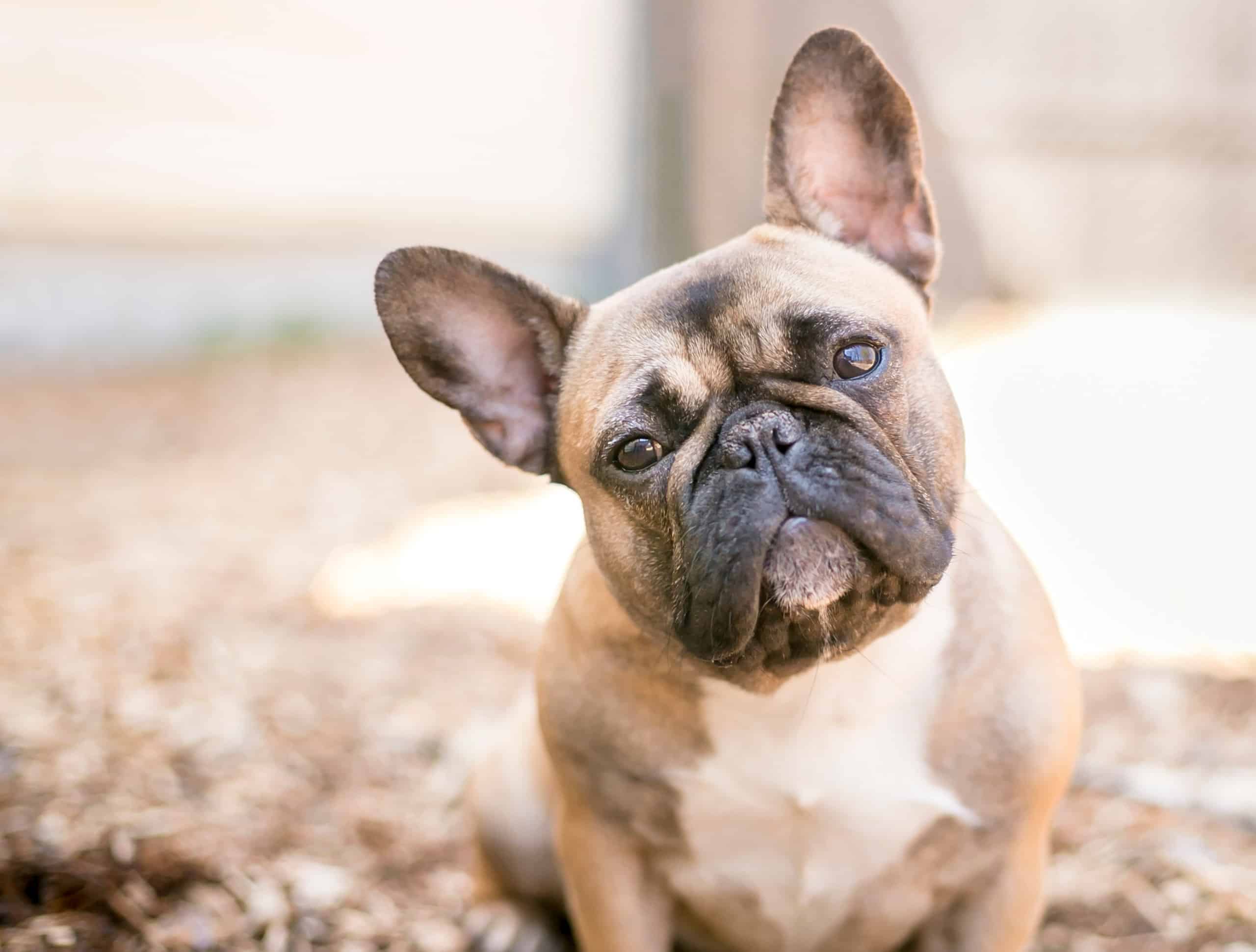 what is the job of a french bulldog?