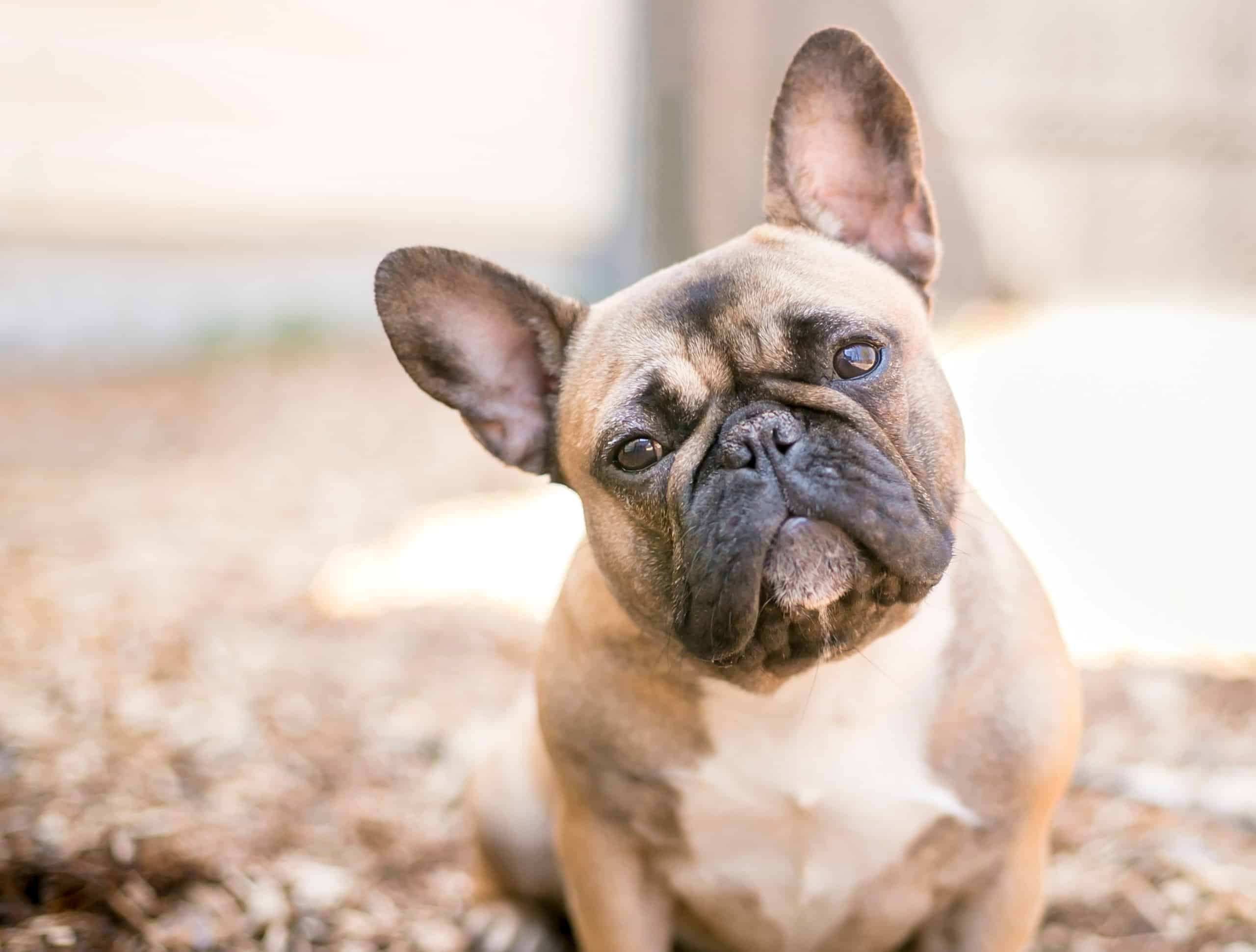 What Were French Bulldogs Bred For Original Use History And Jobs A 