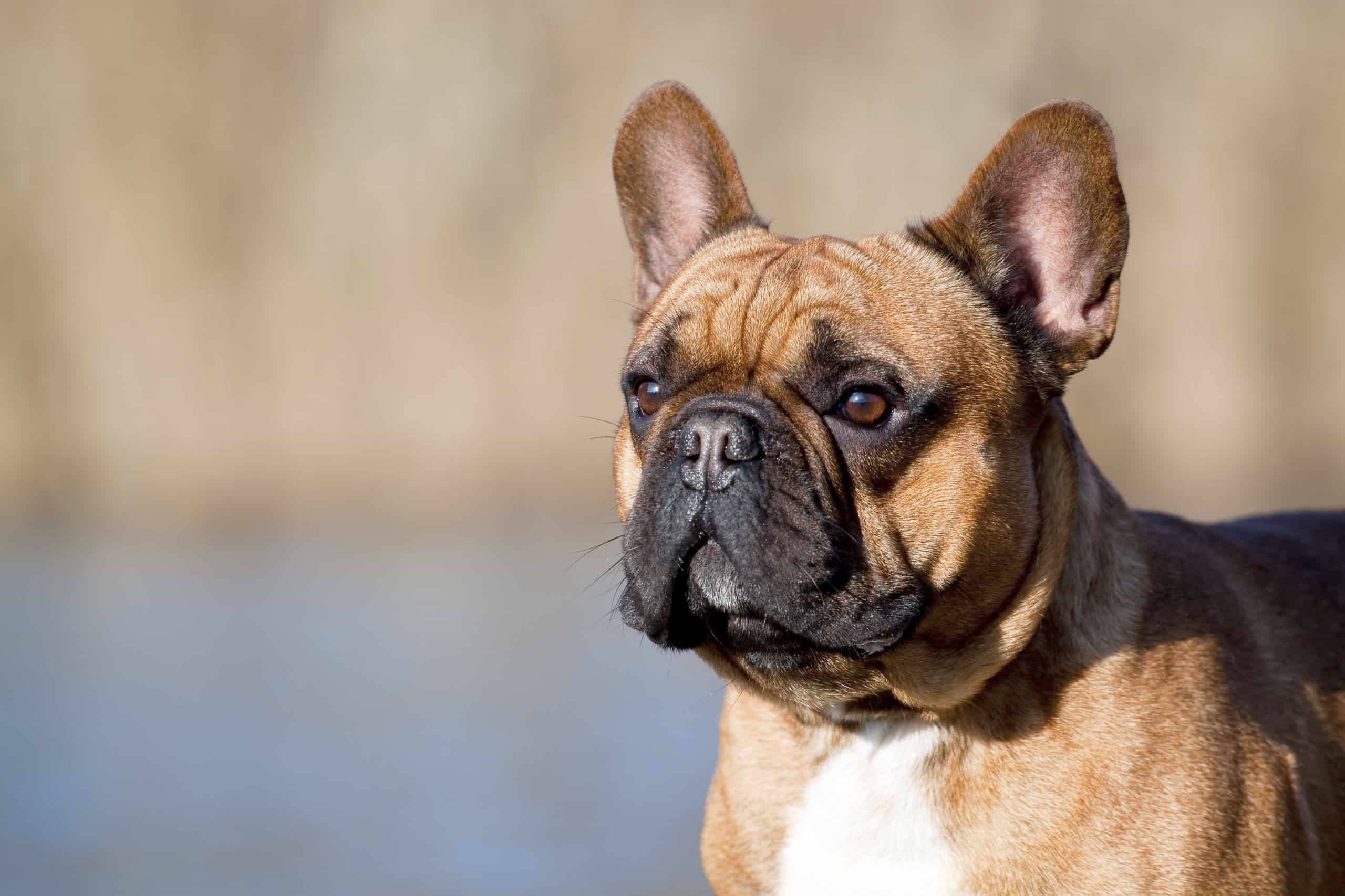 Do French Bulldogs Shed? - A-Z Animals