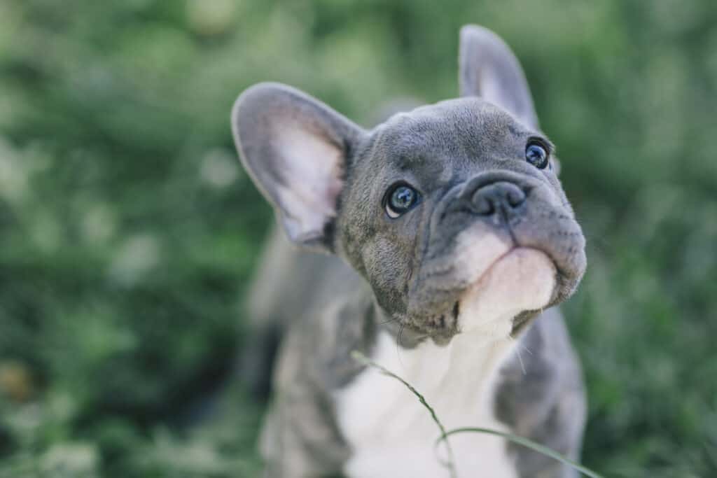 what were french bulldogs used for