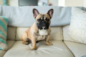 Are French Bulldogs the Most Troublesome Dogs? 6 Common Complaints About Them  Picture