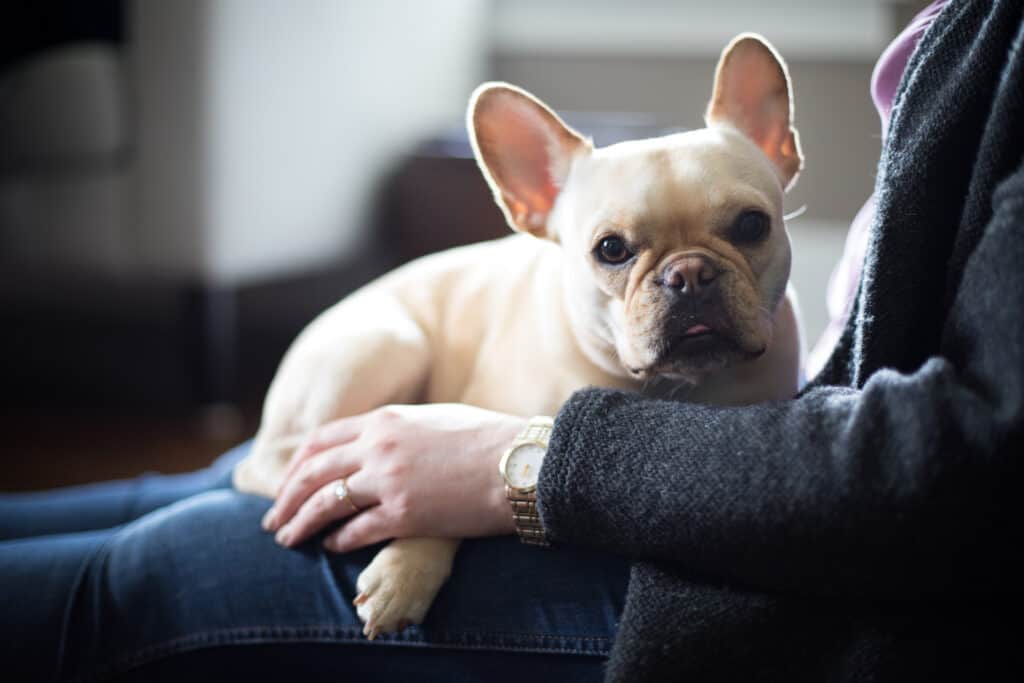 french bulldog on lap