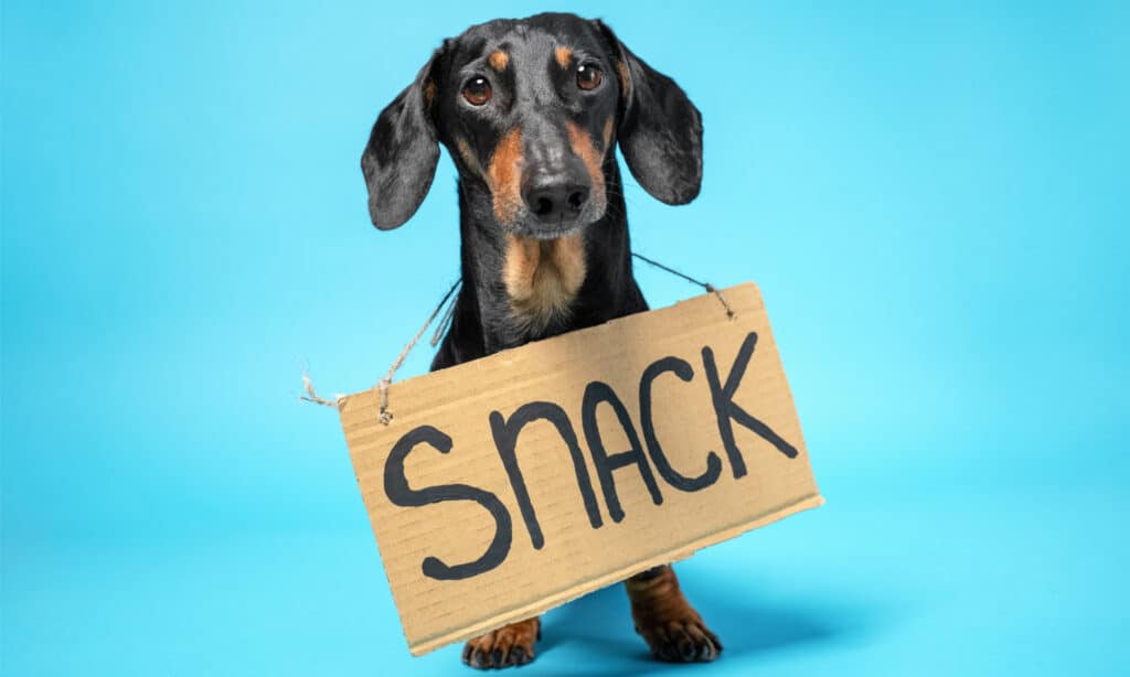 Dachshund with a cardboard sign saying "Snack" around its neck