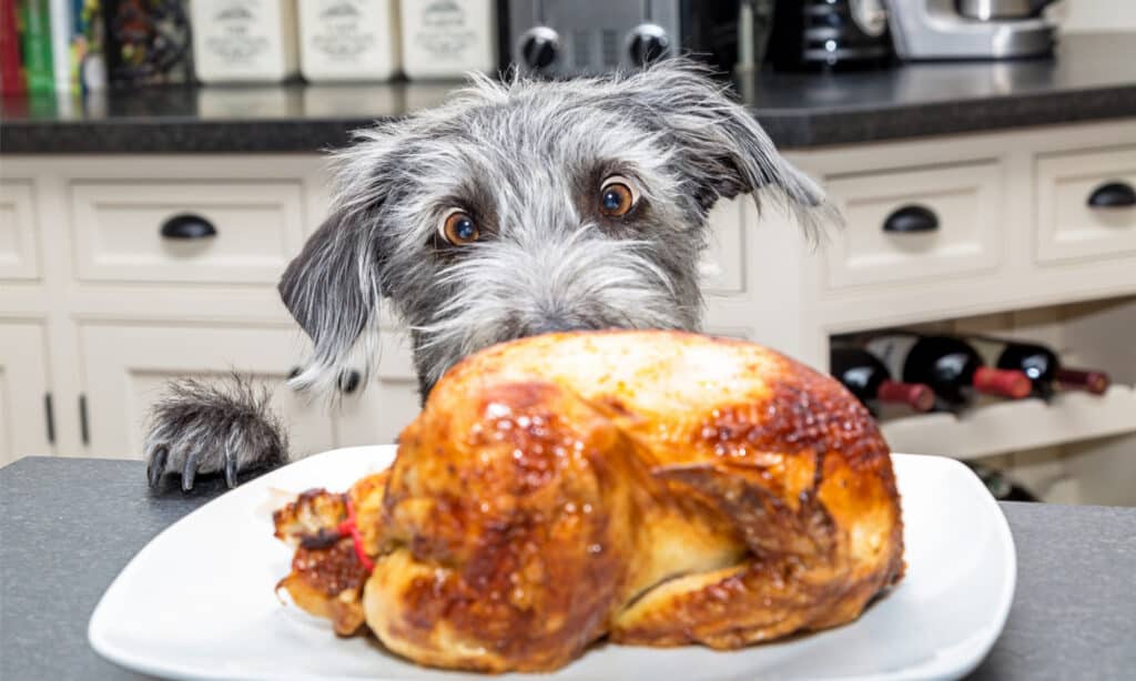 Dog eying a roasted chicken on a counter