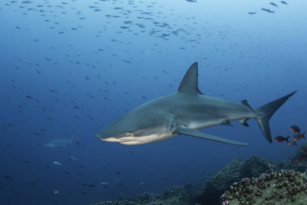 Galapagos shark swimming near a school of fish