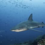 Galapagos shark