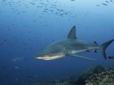 A Carcharhinus galapagensis