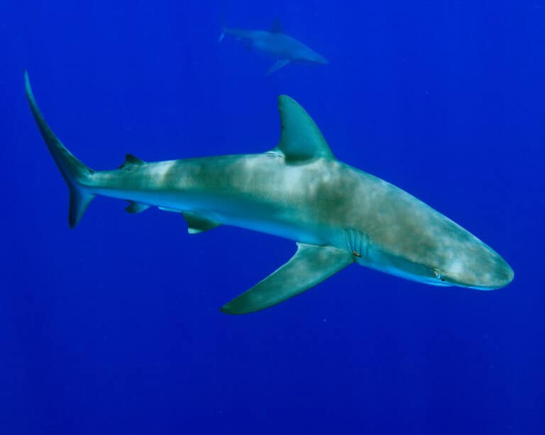Galapagos shark swimming in the ocean