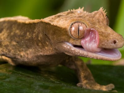 A Gargoyle Gecko
