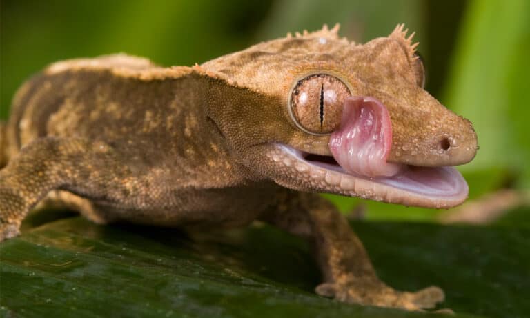 Gargoyle Gecko licking its eye