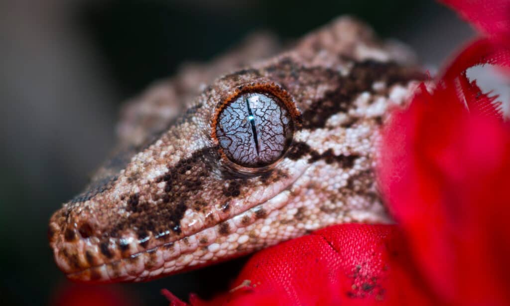 Bir Gargoyle Gecko'nun yüzünün yakın çekimi