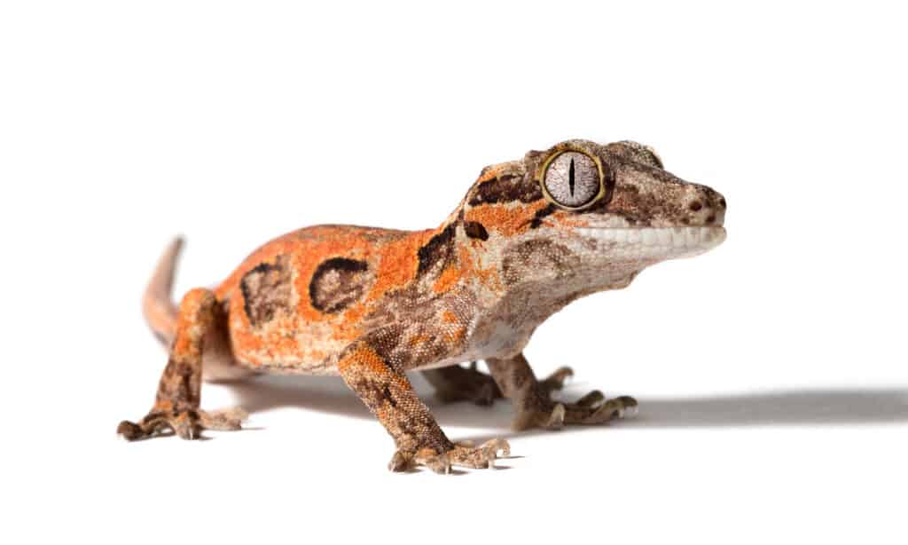 Gargoyle Gecko on a white background