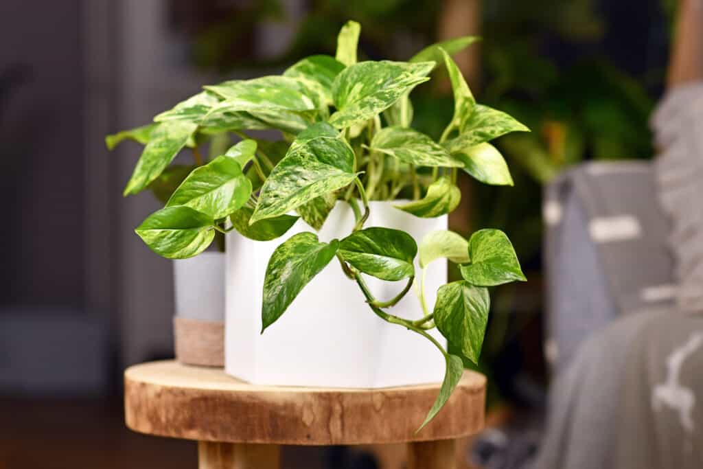 Pothos is toxic to dogs and cats