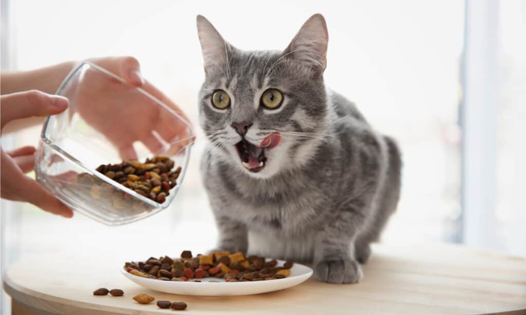 grain free cat food