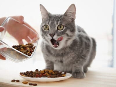 A The #1 Grain-Free Cat Food for a Healthier Pet in 2022