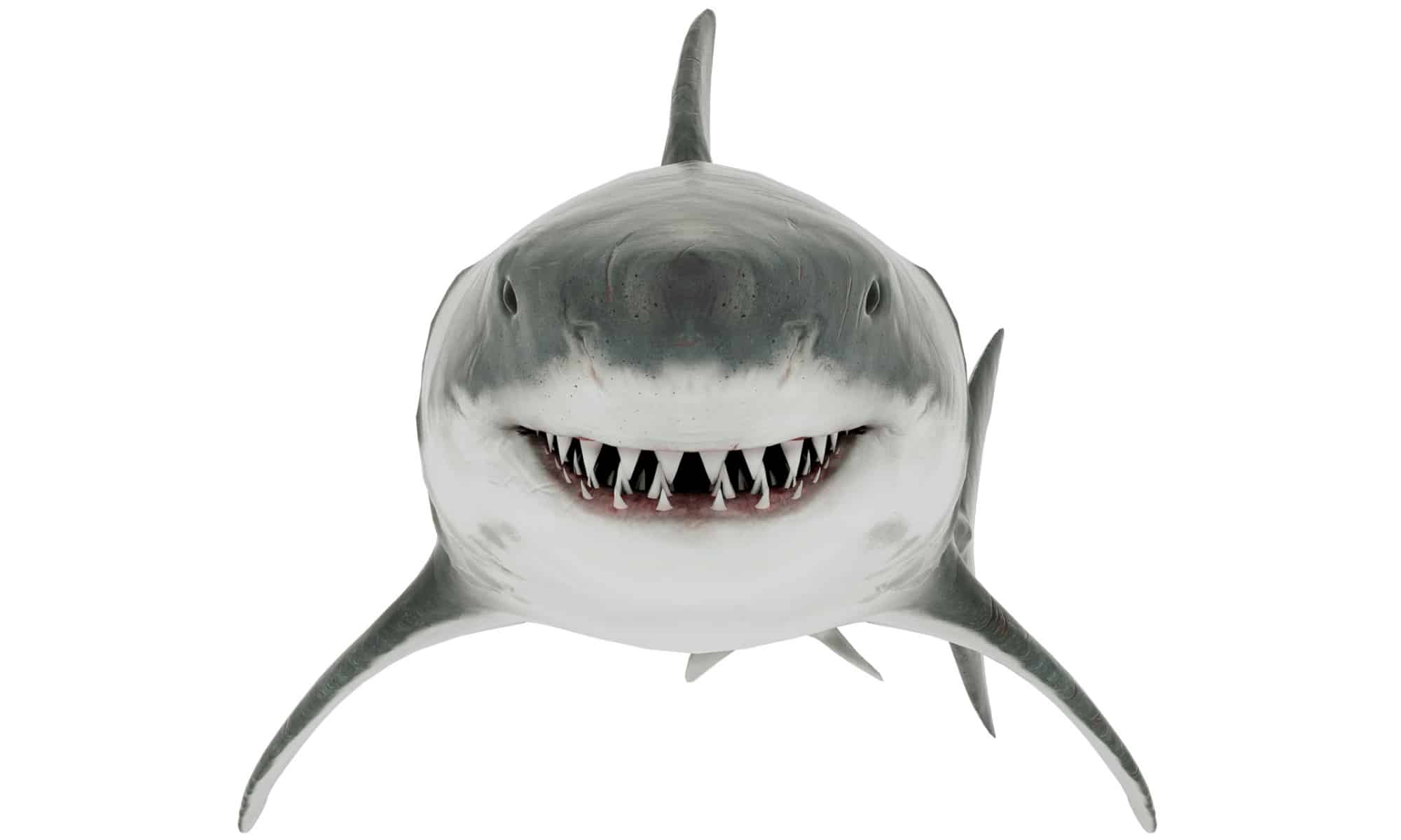 Front shot of great white shark on white background