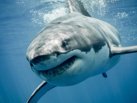 How Do Great White Sharks Mate? - A-Z Animals