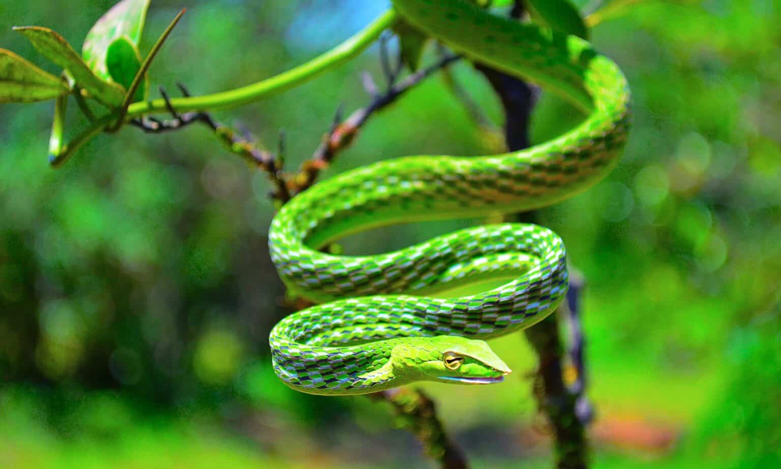 Discover the Largest Vine Snake Ever Found - A-Z Animals