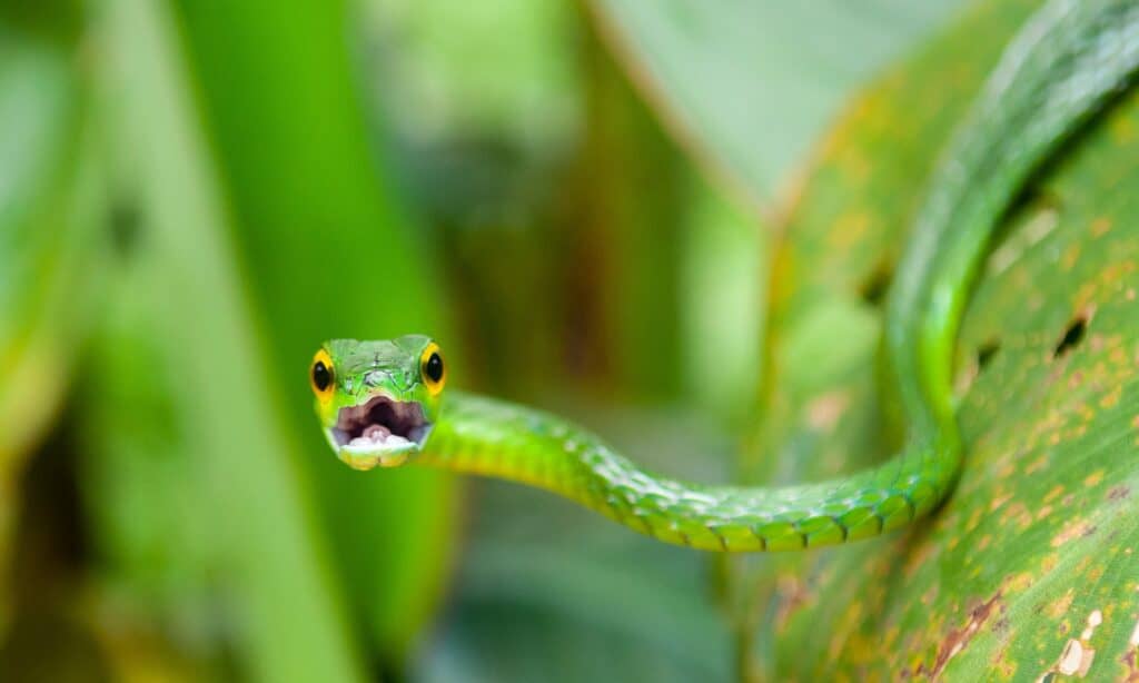 green-vine-snake-costa-rica-picture-id1132308615