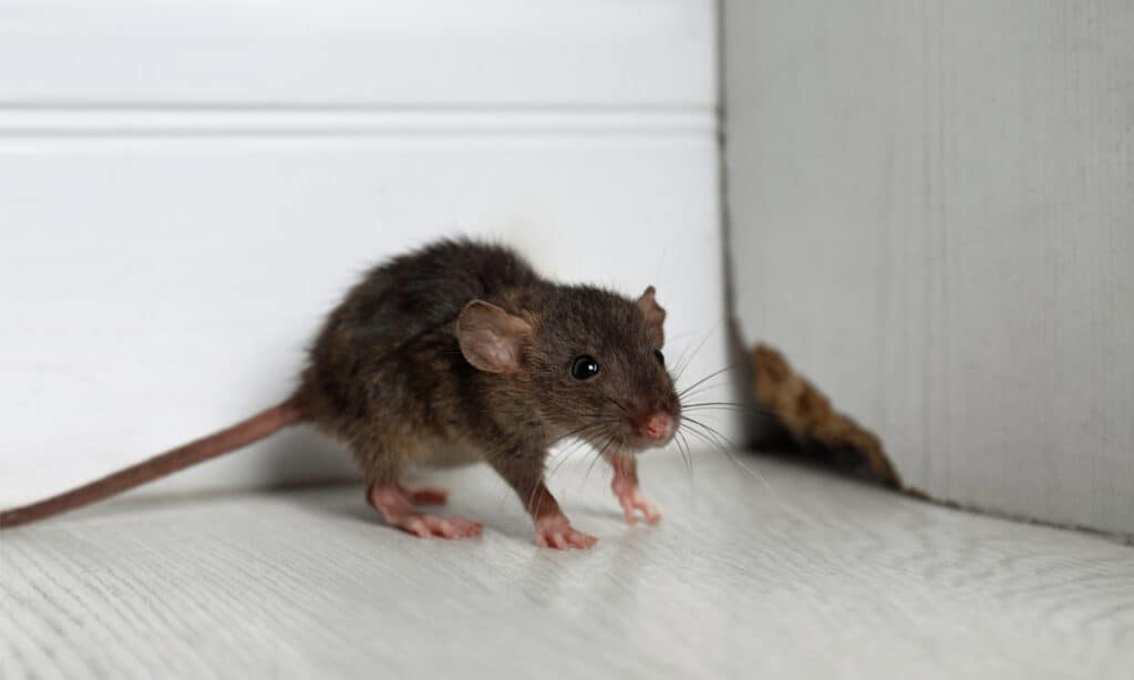 Small gray rat near damaged white wall