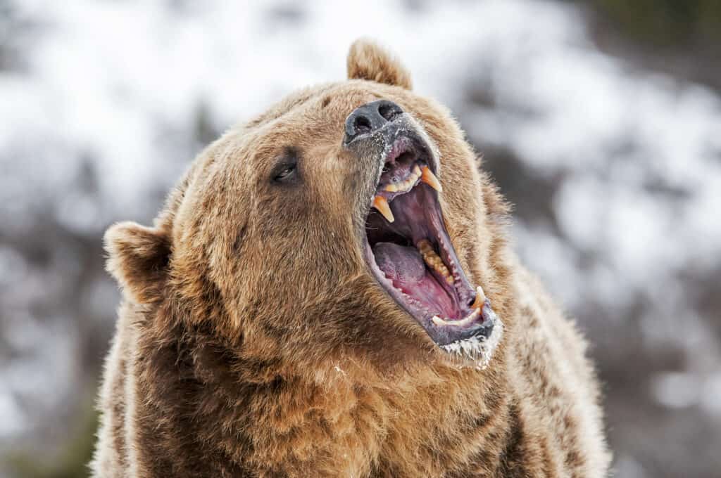 Grizzly bear