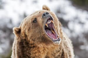 Are Grizzly Bears Extinct? 11 Places They’re No Longer Found Picture