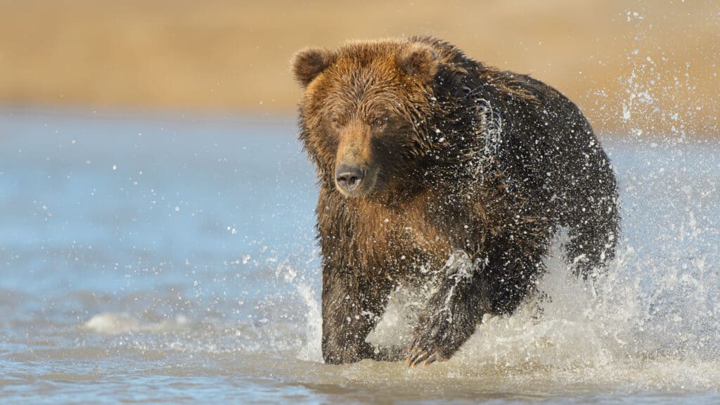 grizzly bear charging