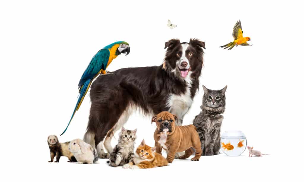 A variety of pets posing on a white background amazon deals