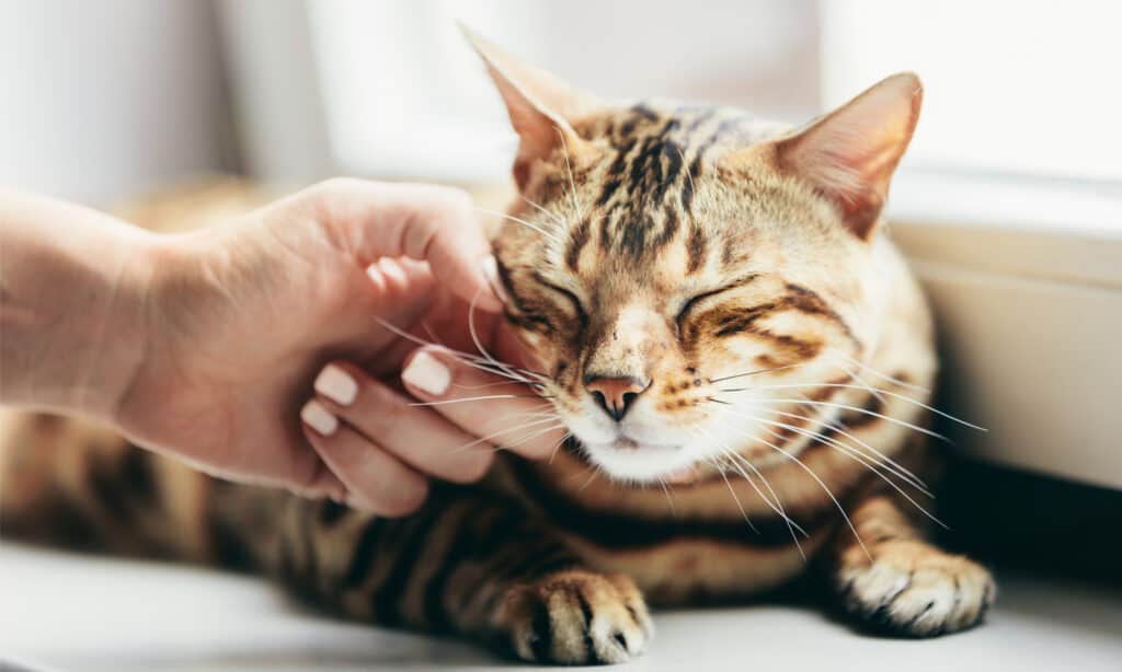 Cat's face being stroked by woman's hand