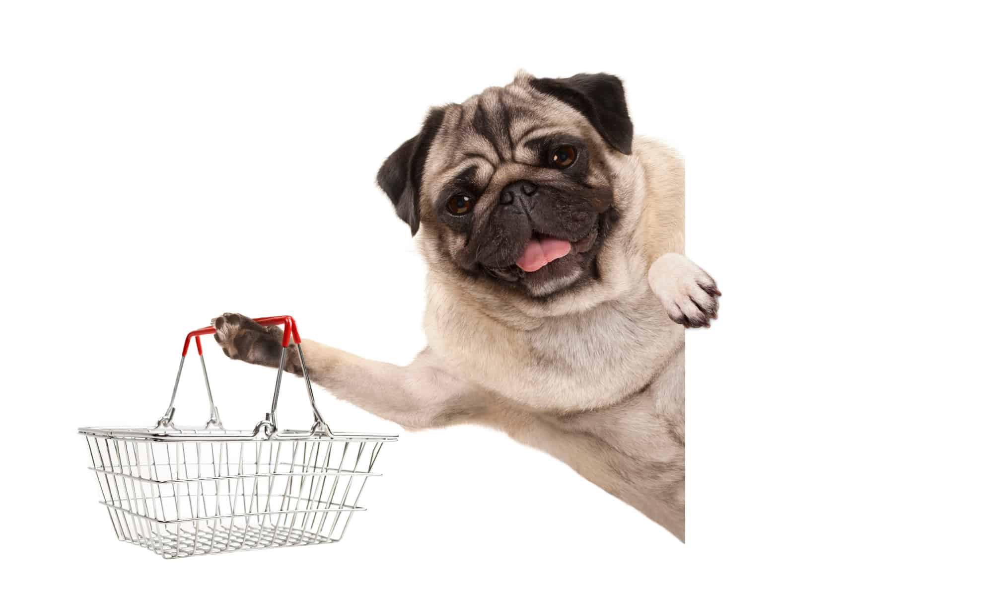 Happy pug dog holding a wire shopping basket in one paw isolated on white background