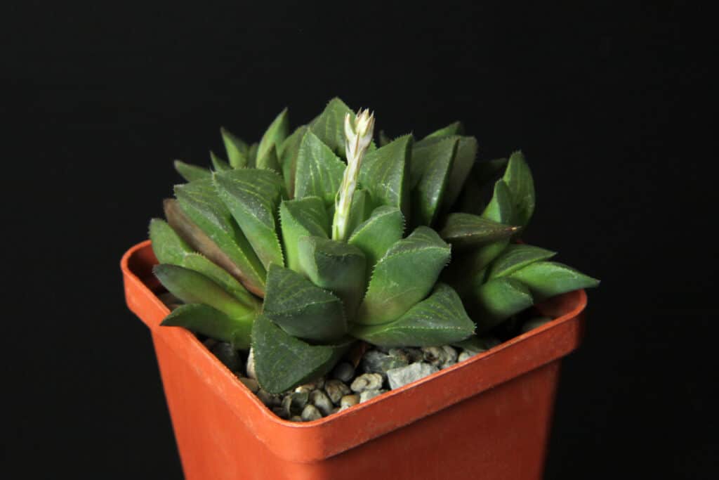 Haworthia Nigra