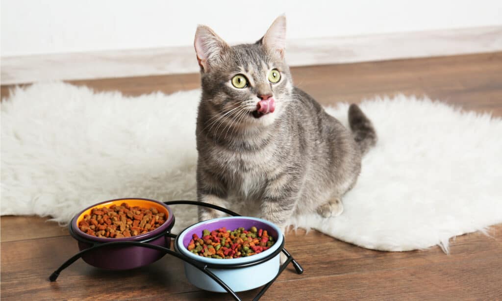 cat food with more fiber