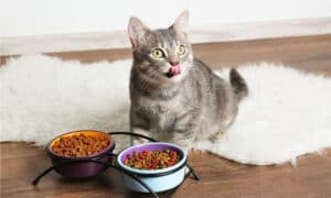 The Best High Fiber Cat Food for a Healthy Gut Picture