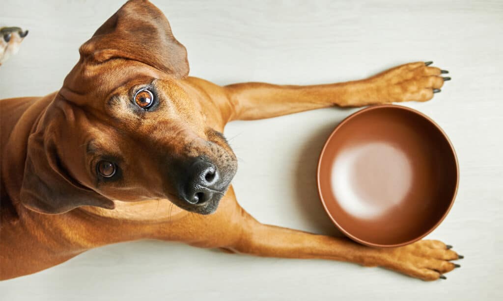 Hungry brown dog waiting to be fed next to empty bowl