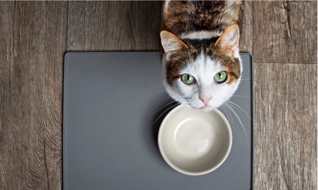 Hungry cat with green eyes standing in front of empy bowl looking up