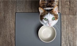 The Best Elevated Cat Bowls for Your Pet Picture