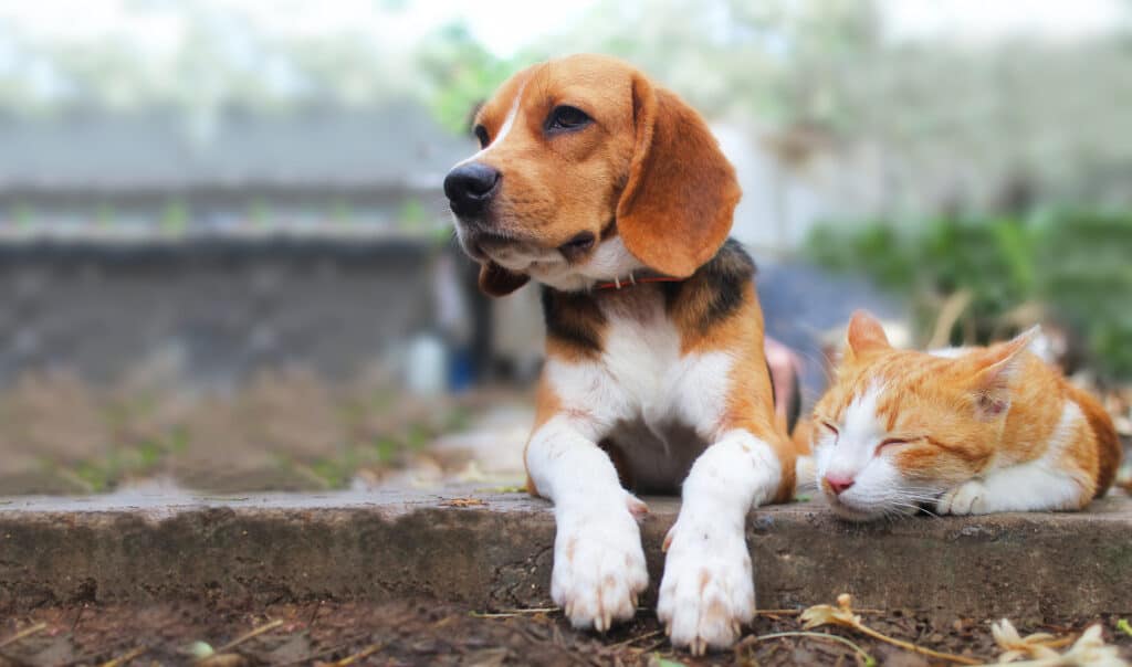 Why are dogs are better than cats?