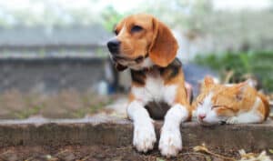 Do Beagles Get Along with Cats? Picture
