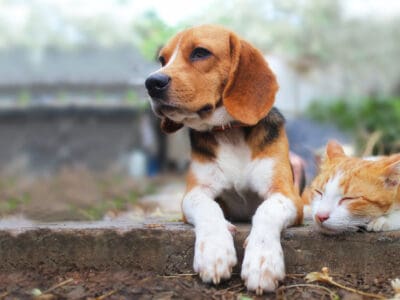 A The 20 Worst Dog Breeds to Have With Cats