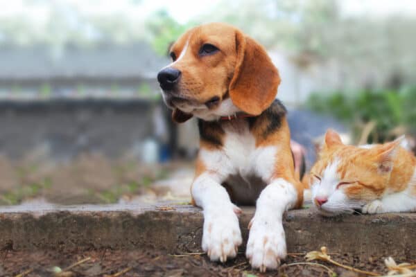 Are dogs truly better than cats? Here are eight reasons some people think so.