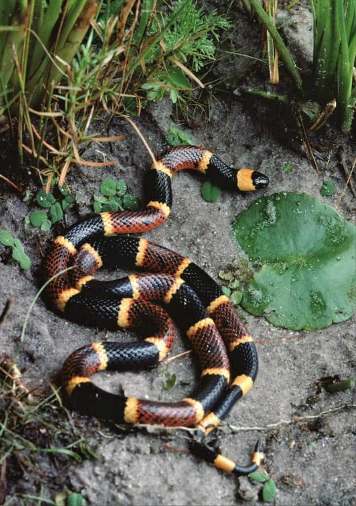 Eastern Coral Snake (Micrurus Fulvius). Photographed by acclaimed wildlife photographer and writer, Dr. William J. Weber.