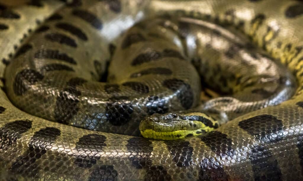 anaconda snake eating crocodile