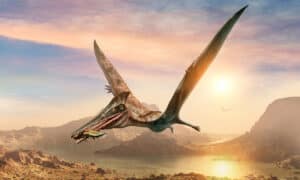 Discover the Names of the Top 10 Most Common Flying Dinosaurs photo