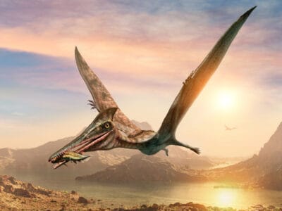 A Discover The Names Of The Top 10 Most Common Flying Dinosaurs