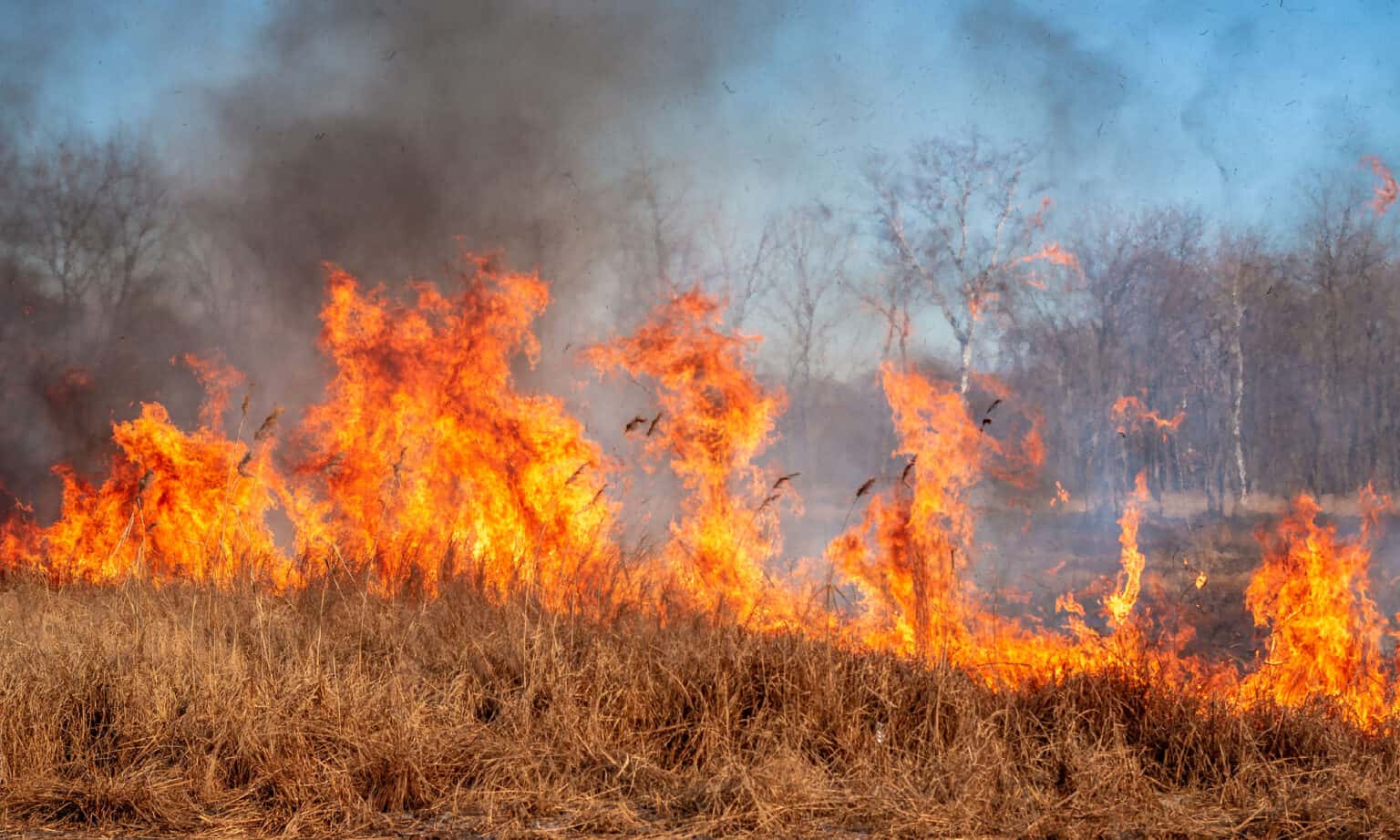 7 Reasons to Never Lay Pine Straw In Your Yard AZ Animals