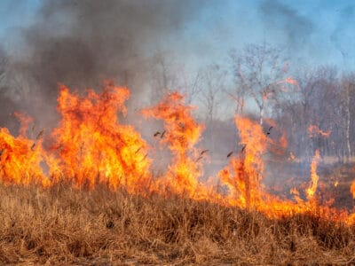 A Forest Fire vs Wildfire: Key Differences